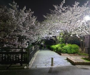 桜・Cherry blossoms