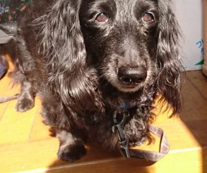 Beloved dog Taro (miniature dachshund)