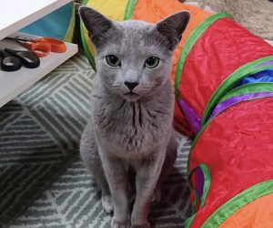 loving cat Russian Blue