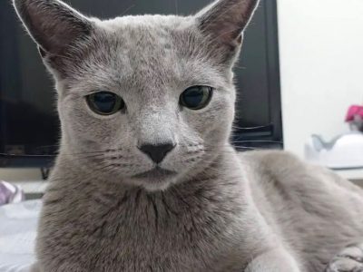 so cute my friend russian blue