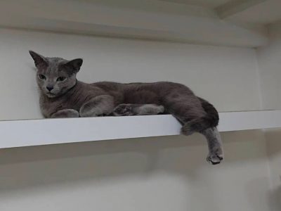 so cute my friend russian blue