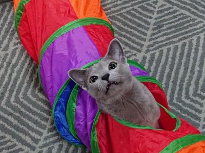 so cute my friend russian blue