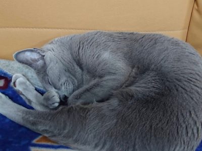 so cute my friend russian blue