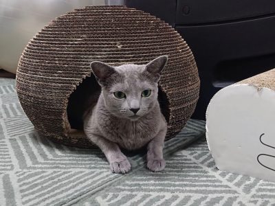 so cute my friend russian blue