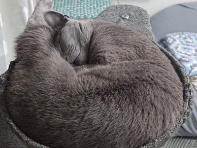 so cute my friend russian blue