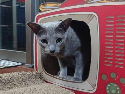 so cute my friend russian blue