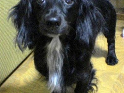 Beloved dog Taro (miniature dachshund)