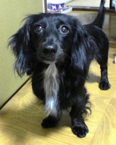 Beloved dog Taro (miniature dachshund)